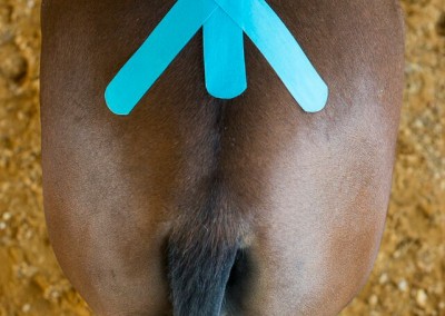 Equine Taping Application